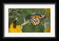 Monarch 4 Fine Art Print