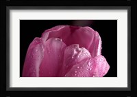 Pink Tulip Petals And Dew Fine Art Print