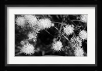 Wildflower Blooms In Black And White Fine Art Print