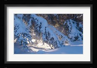 Winter Snow Evergreen Fine Art Print