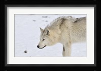 Zoo Wolf 6 Fine Art Print