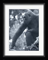 Gorilla 2 Fine Art Print