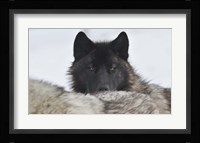 Zoo Wolf 8 Fine Art Print