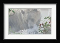Down Stream Bear Fine Art Print