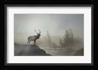 Yellowstone Elk Fine Art Print