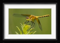 Orange Insect On Green Foliage Fine Art Print