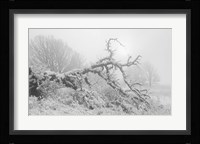 Buffalo Fallen Tree In Snow Fine Art Print