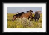 Horses Grazing In Yellow Field III Fine Art Print