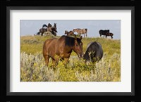 Horses Grazing In Yellow Field I Fine Art Print