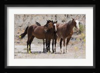 Three Brown Horses Fine Art Print