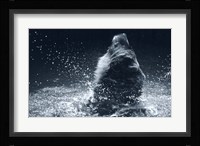 Grizzly Splash Fine Art Print