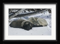 Zoo Wolf 2 Fine Art Print