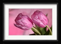 Pink Tulip Duo Fine Art Print