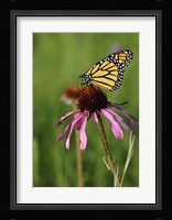 Shades Of Nature Butterfly And Flower II Fine Art Print