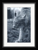 Lynx Fine Art Print