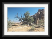 Twisted Tree Under Blue Sky 20 Fine Art Print