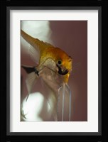 Angel Fish VIII Fine Art Print