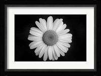 Gerber Daisy On Black Fine Art Print