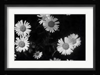 Gerber Daisies On Black Fine Art Print