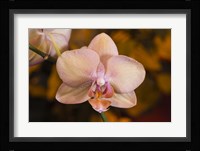 Pink Spotted Flower On Stem Fine Art Print