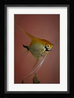 Angel Fish V Fine Art Print