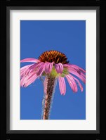 Pink And Red Flower On Blue Fine Art Print
