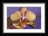 Pink Spotted Flower Fine Art Print