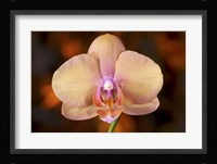 Pink Spotted Flower On Red Fine Art Print
