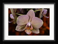 Pink And Yellow Spotted Flower With Dew II Fine Art Print