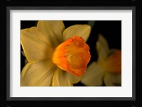 Orange And Yellow Flower Side View Fine Art Print