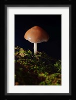 Red Mushroom And Green Moss Fine Art Print
