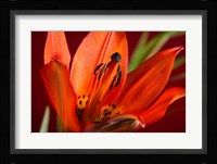 Red Lily With Black Specks Fine Art Print