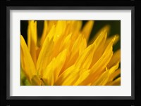 Blue Dragonfly On Green Stem Fine Art Print