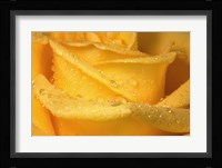 Yellow Rose And Dew Closeup Fine Art Print