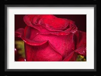 Red Rose And Dew Closeup Fine Art Print