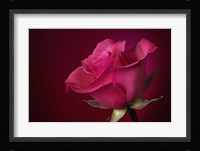 Red Rose On Red Fine Art Print