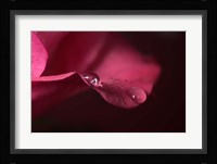 Red Rose Petal And Two Raindrops Fine Art Print