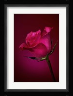 Red Rose On Red Glow Fine Art Print