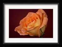 Orang Rose On Red Glow Closeup Fine Art Print