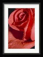 The Rose Red II Fine Art Print