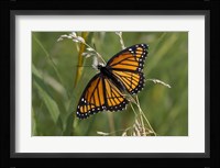 Orange And Black Butterfly In Greenery Fine Art Print