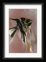 Angel Fish IX Fine Art Print