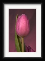 Pink Tulip And Stem Fine Art Print