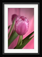 Pink Tulip And Stem On Pink Fine Art Print