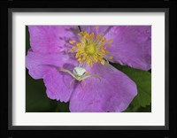 North Shore Insect On Pink Flower Framed Print
