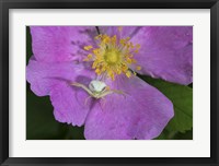 North Shore Insect On Pink Flower Framed Print
