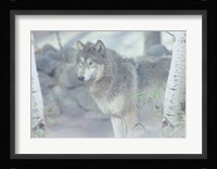 Wolf In The Mist Fine Art Print