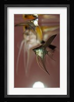 Angel Fish VI Fine Art Print