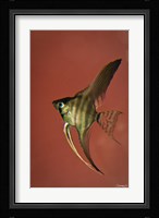 Angel Fish IV Fine Art Print
