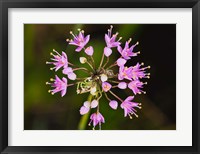 Pink Small Flower Buds Fine Art Print